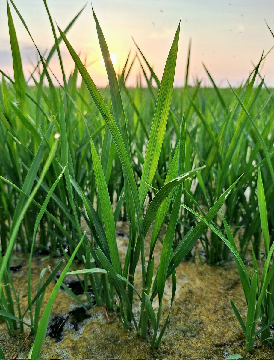 I en canvi l'arrossar que tinc al costat fa molt de goig.
Plego per avui amb aquesta posta de Sol i amb unes parelles de cames-llargues fotent xivarri per a que marxe. Tenen els nius ben aprop segur!