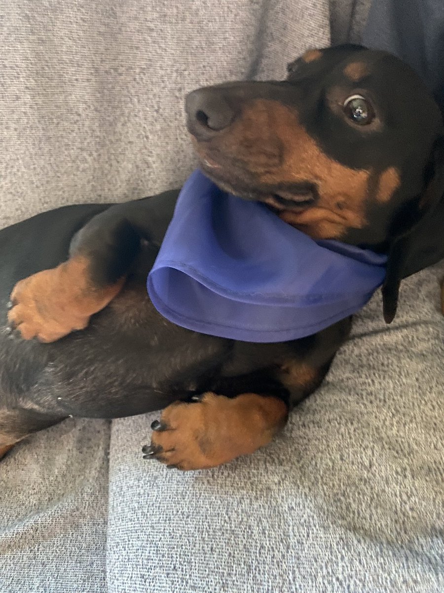 VonKhal's tweet photo. #YoApoyoAMiVeterinario
#mareaazul https://t.co/35G2uok9pC