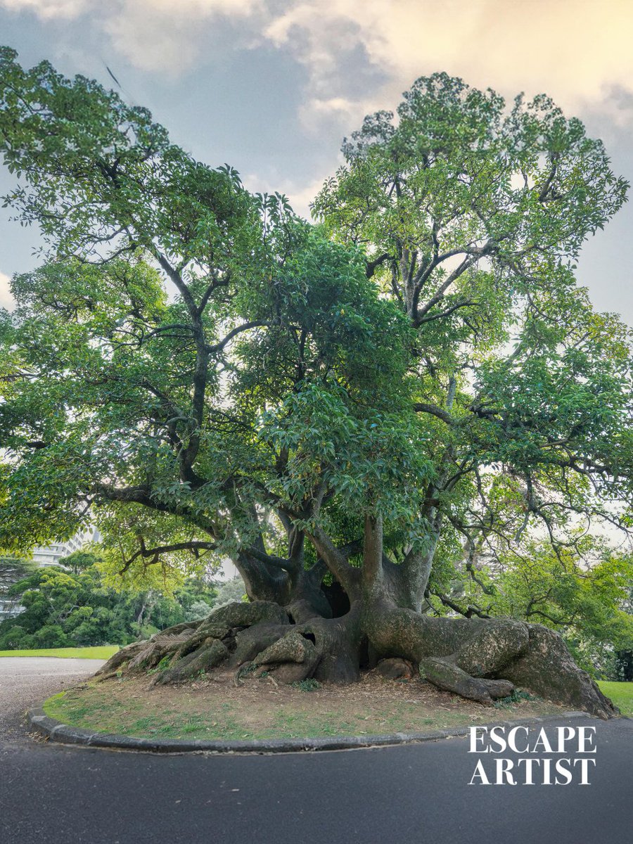 Auckland didn’t just win the title of world’s happiest city—it earned it. With clean air, low crime, green parks, and a pace that prioritizes peace over pressure, it quietly teaches you how to breathe.

Tap the link below to read the full story.

escapeartist.com/blog/falling-f…