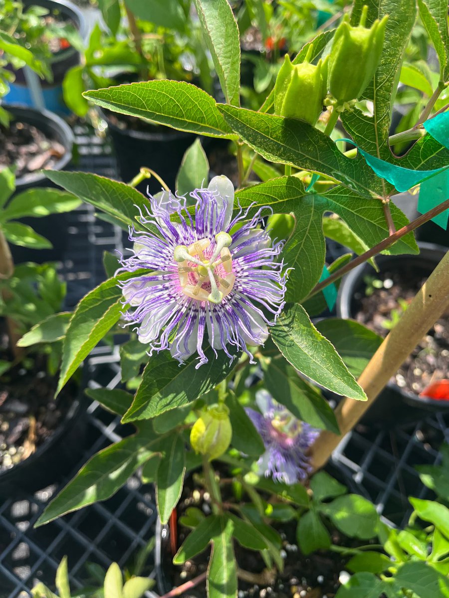NOLACityPark's tweet photo. Native plants are up for grabs this weekend at our last sales of the season! Stop by 2 Celebration Drive on Saturday and Sunday from 8am-noon. 🪴 https://t.co/55Zw47aRf9