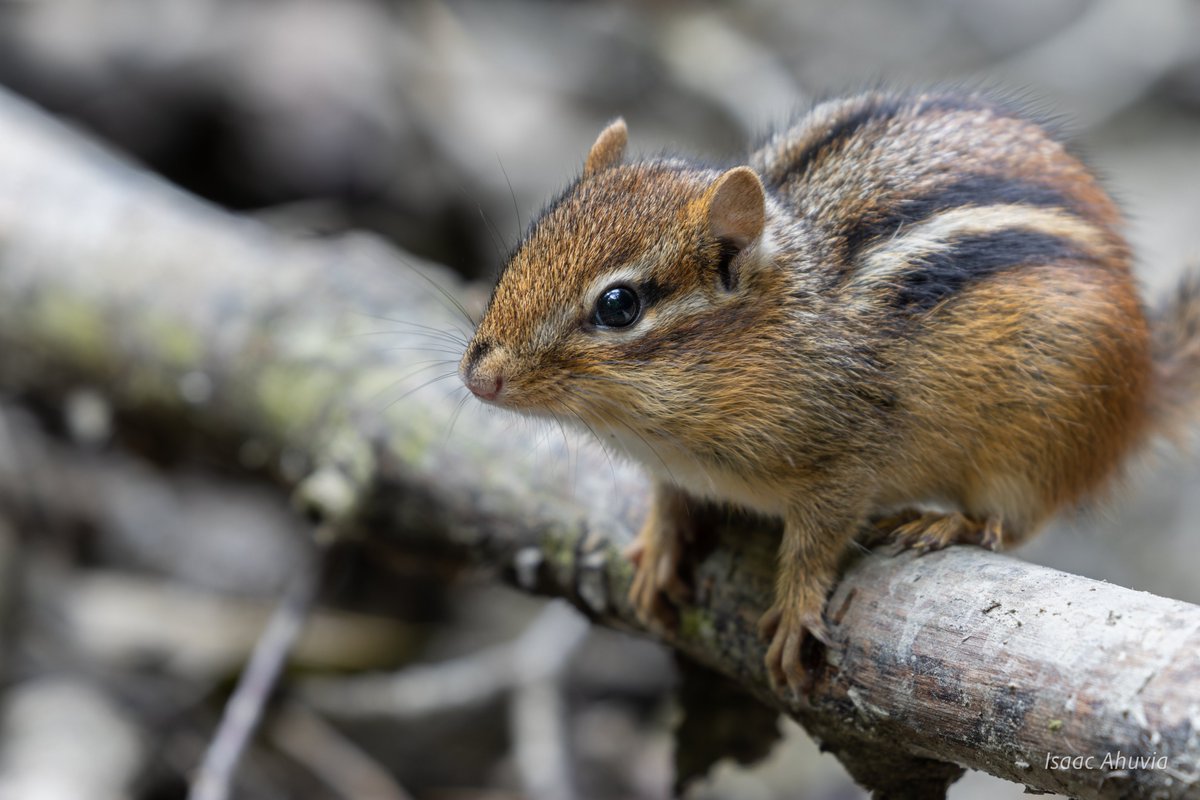 chipmunk