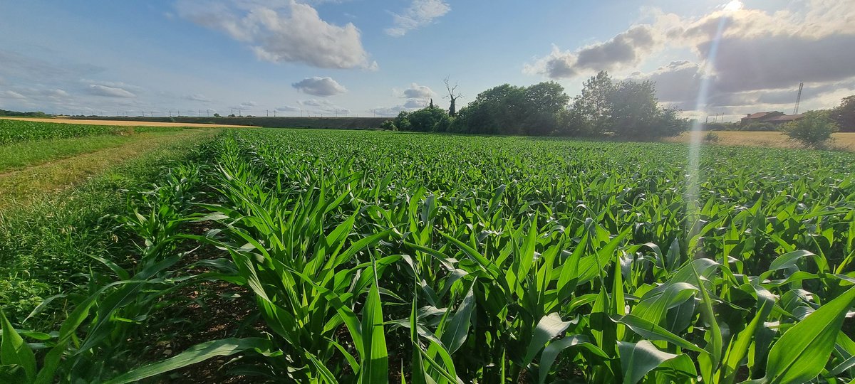 bubu1664's tweet photo. #BabyCorn devenu grand #CornLovers #agriculture #FrAgTw https://t.co/FAozVlZQxB