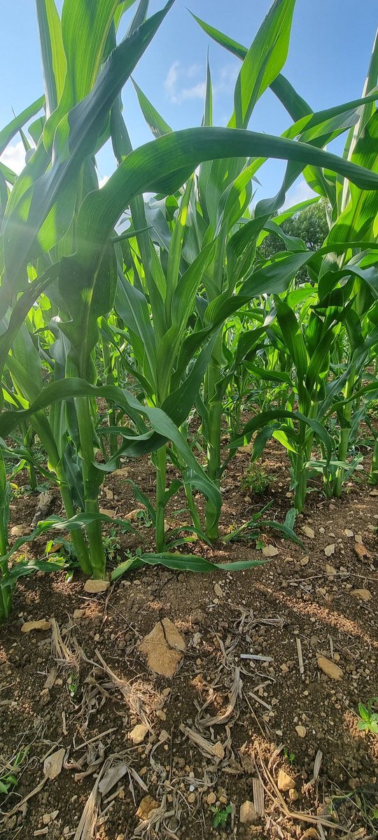 bubu1664's tweet photo. #BabyCorn devenu grand #CornLovers #agriculture #FrAgTw https://t.co/FAozVlZQxB