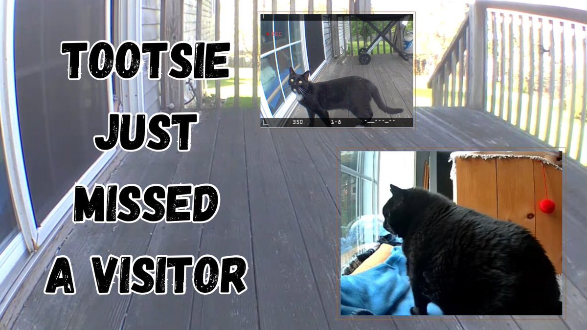 1951) Tootsie just (Missed a Visitor) 🐈‍⬛ youtu.be/JmX5qzFZzp0?si… via <a href="/YouTube/">YouTube</a>