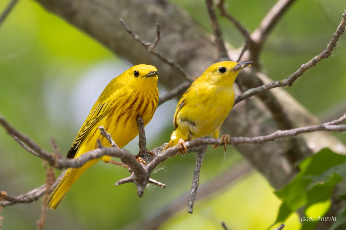 Post-dissertation birding at the Stony Brook campus pond netted 24 species, among them this pair of yellow warblers. As they foraged, the female (right) called consistently to help the male stay nearby

#birds #birding #birdphotography #naturephotography #allbutinternship