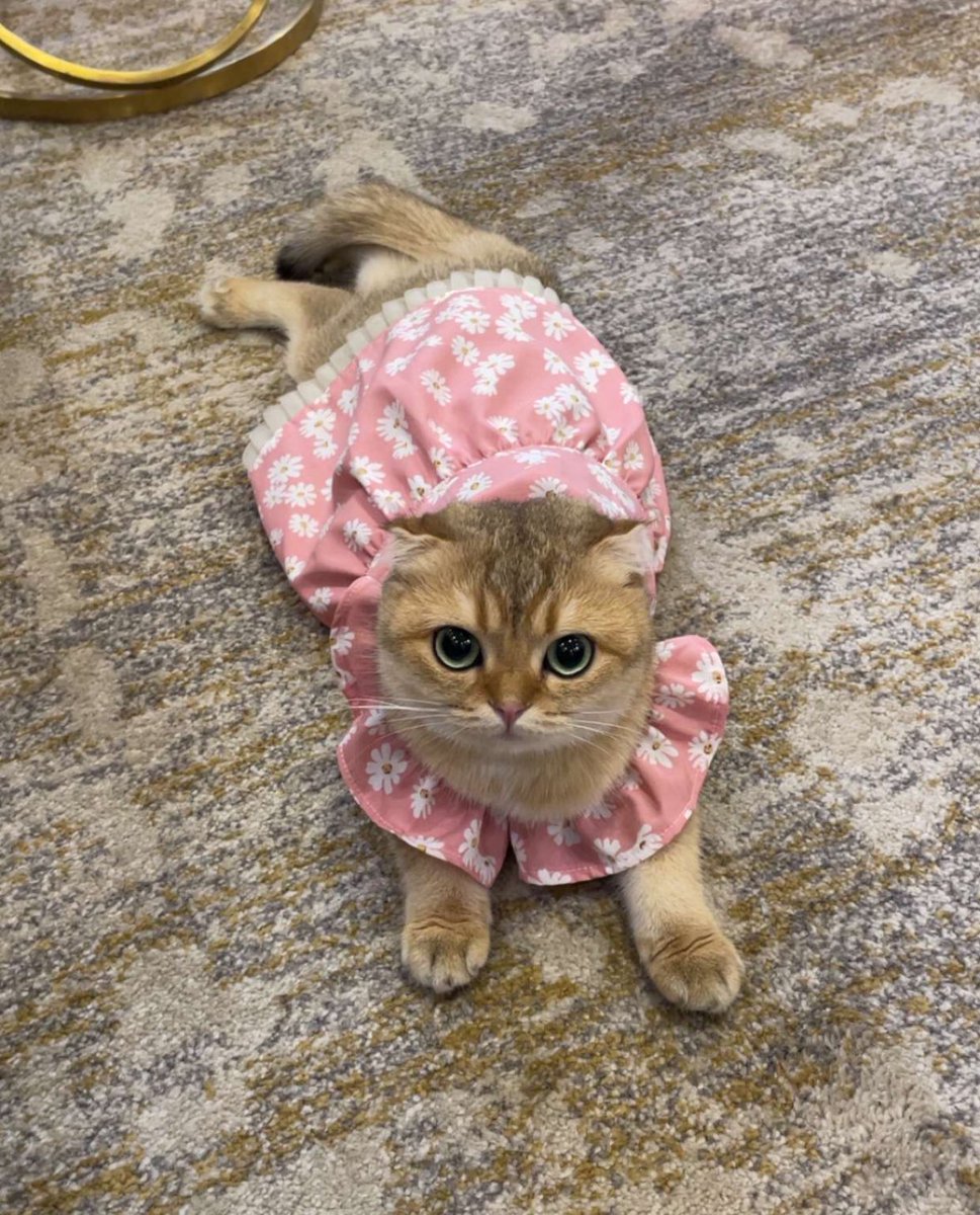 يصلحون لبعض، حفل الزواج في تويستد لابز؟ <a href="/TwisPulse/">Twisted Pulse 🧠</a>