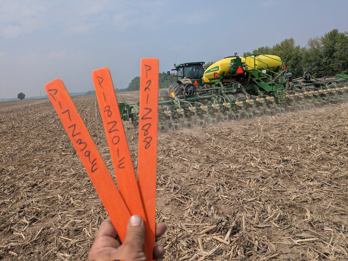 Last soybean plot of the season (I hope)... New <a href="/PioneerSeedsCA/">Pioneer Seeds Canada</a> #ZSeries for #OntAg