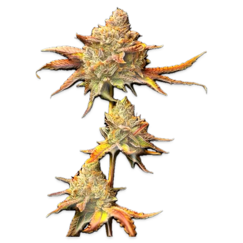 Merlins.B_ tweet media