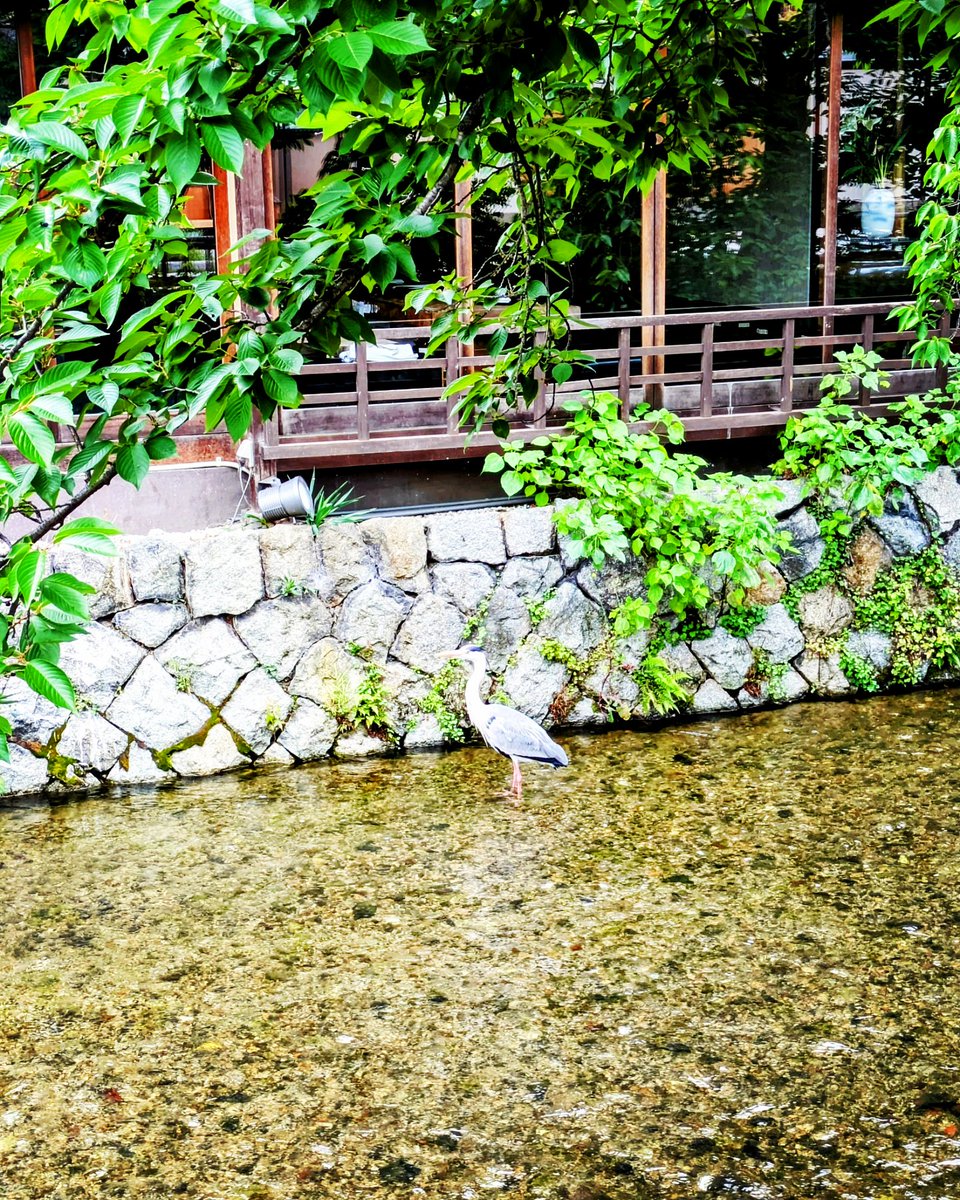 京都ぶらり
2025年6月7日(土)
おはようございますm(_ _)m
祇園白川から
本日も宜しくお願い致します。
#京都ぶらり
#祇園白川