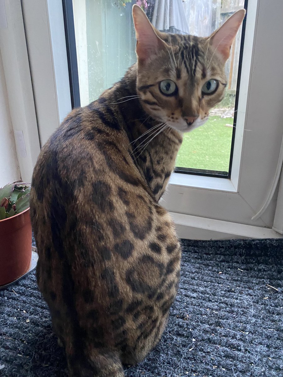 Happy #FridayVibes pals ❤️ i’m getting ready for #Caturday 😻😻😻 cant wait
