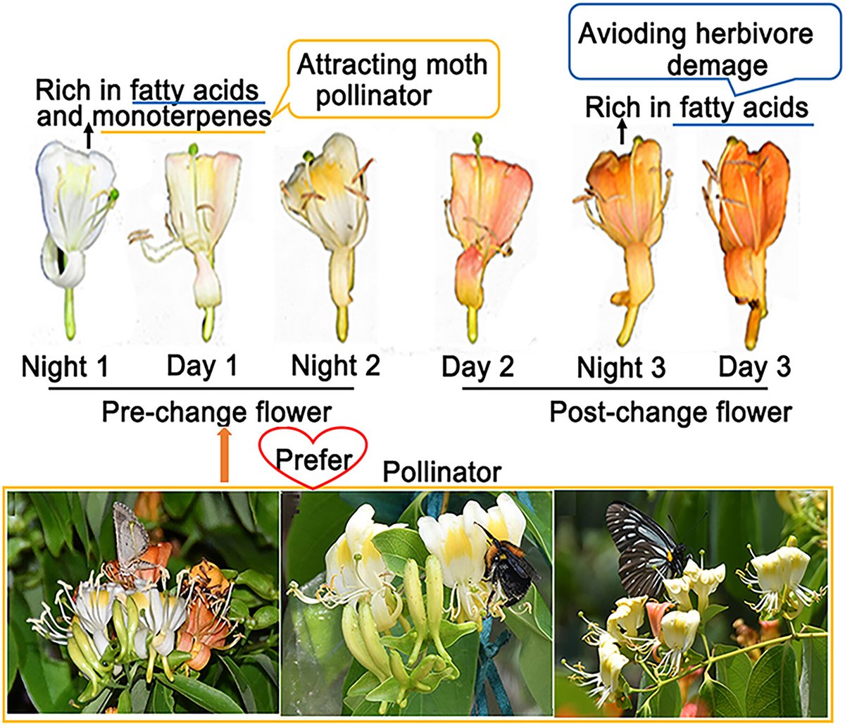 JournalSysEvo's tweet image. #Flower color and scent attract #pollinators, but how do these complex interactions impact #reproductive success--and what role do these #insect attractants play in preventing #herbivory? Find out in a new study by Wang et al. doi.org/10.1111/jse.13… @WileyEcolEvol #PlantSci #JSE