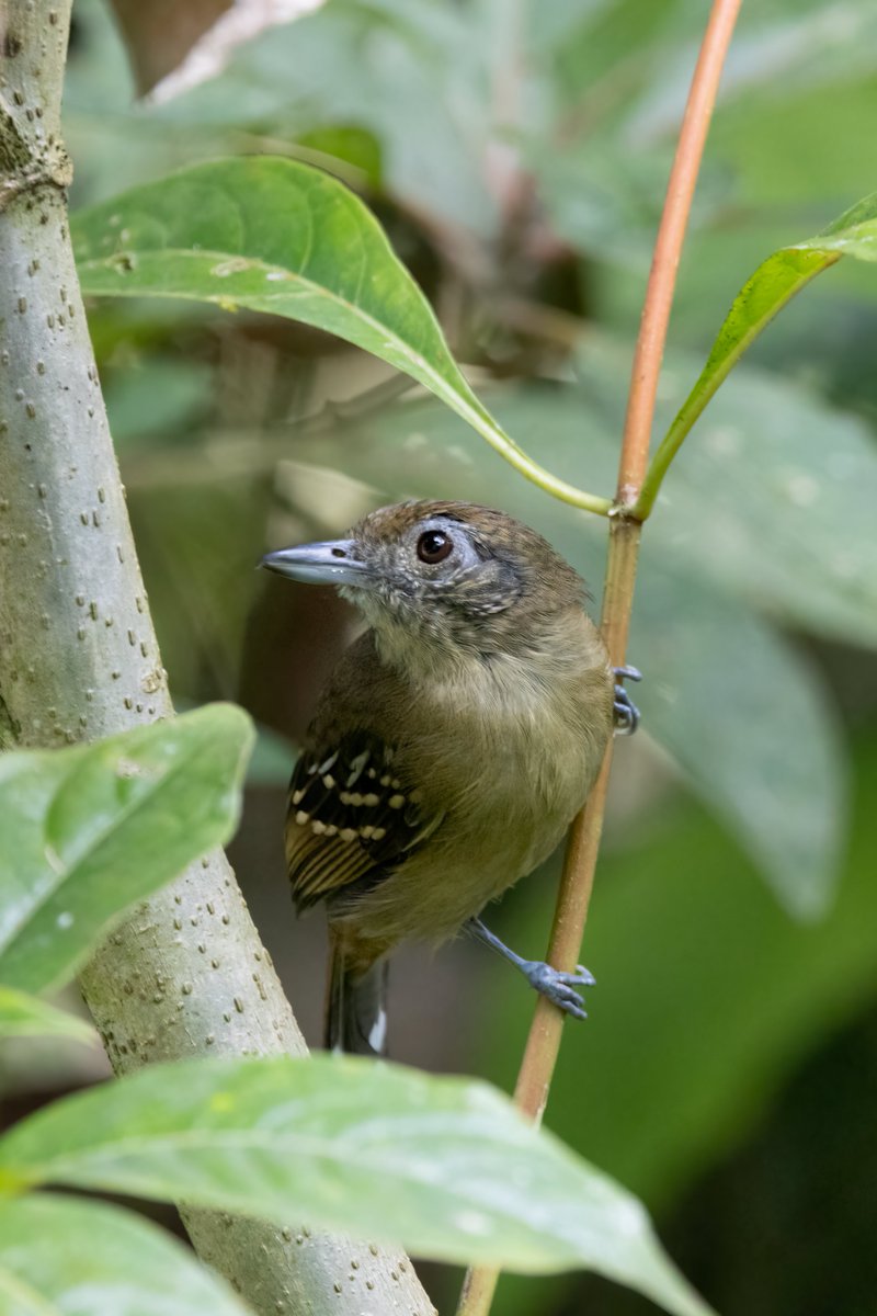 White-flanked Antwren, Panama #birdphotography #BirdsOfTwitter #birdwatching #BBCWildlifePOTD #nature #NaturePhotography #wildlifephotography #wildlife #TwitterNatureCommunity #twitterbirds #BirdTwitter #naturelovers #BirdsSeenIn2025 #BirdsOfX #NatureLovers #natureworld