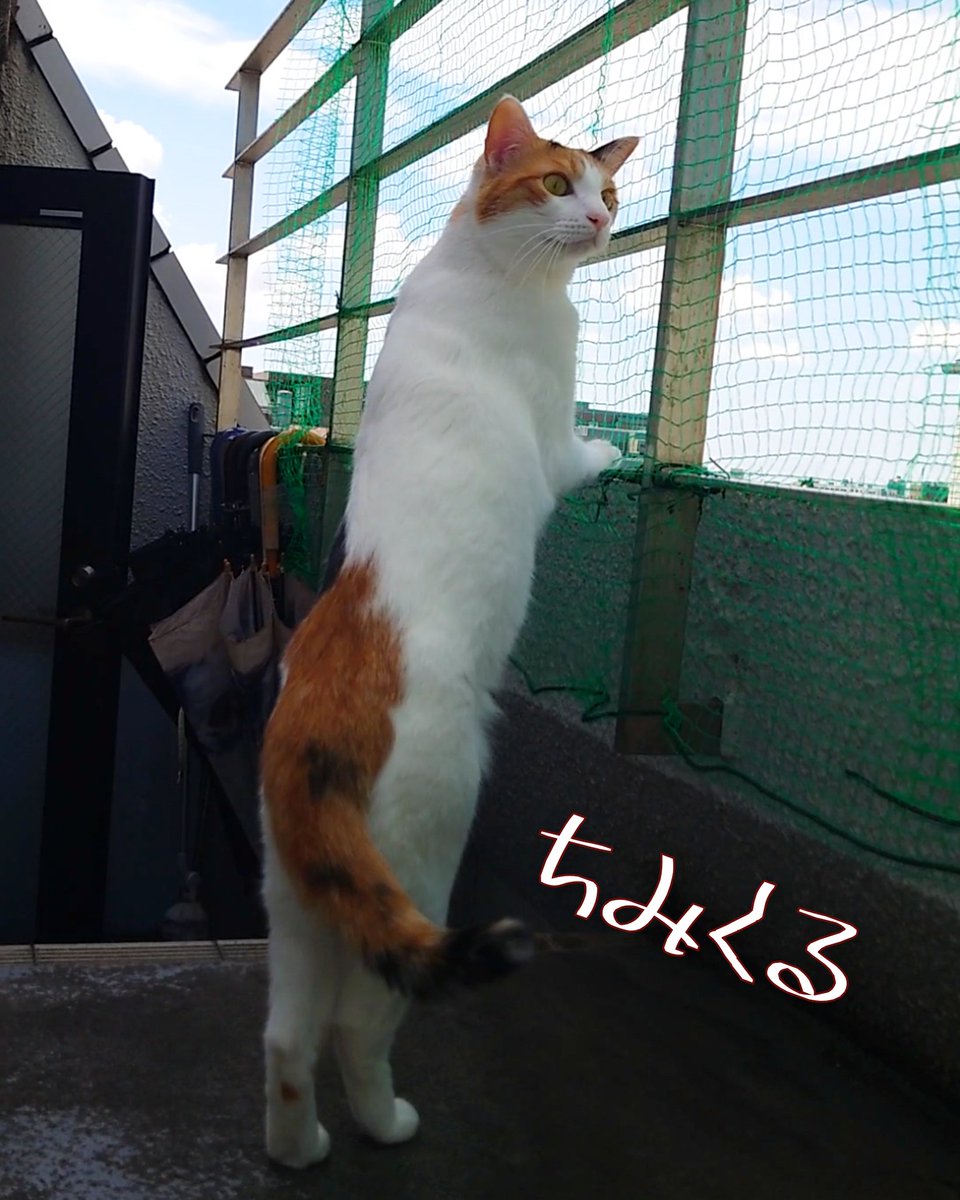 【西へ東へ🌿】
晴れたわね
あなたへの想い
西へ東へとんでゆけ🌈🌅
#mnc_cats