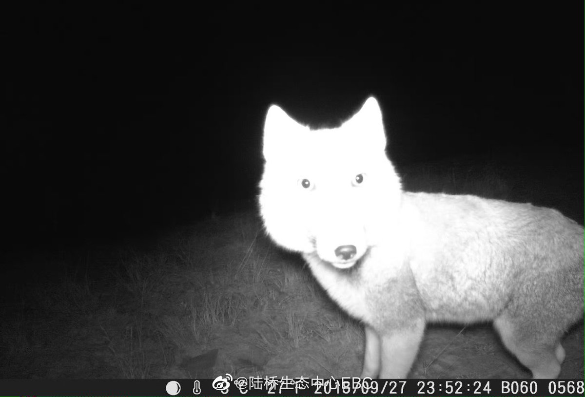 trailcam tweet media