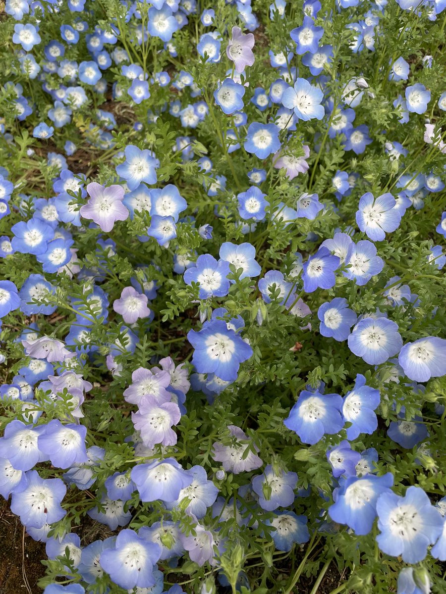 s_mom__'s tweet photo. ネモフィラ𓂃𓂂ꕤ*.ﾟ https://t.co/UxKkoZ1wkI