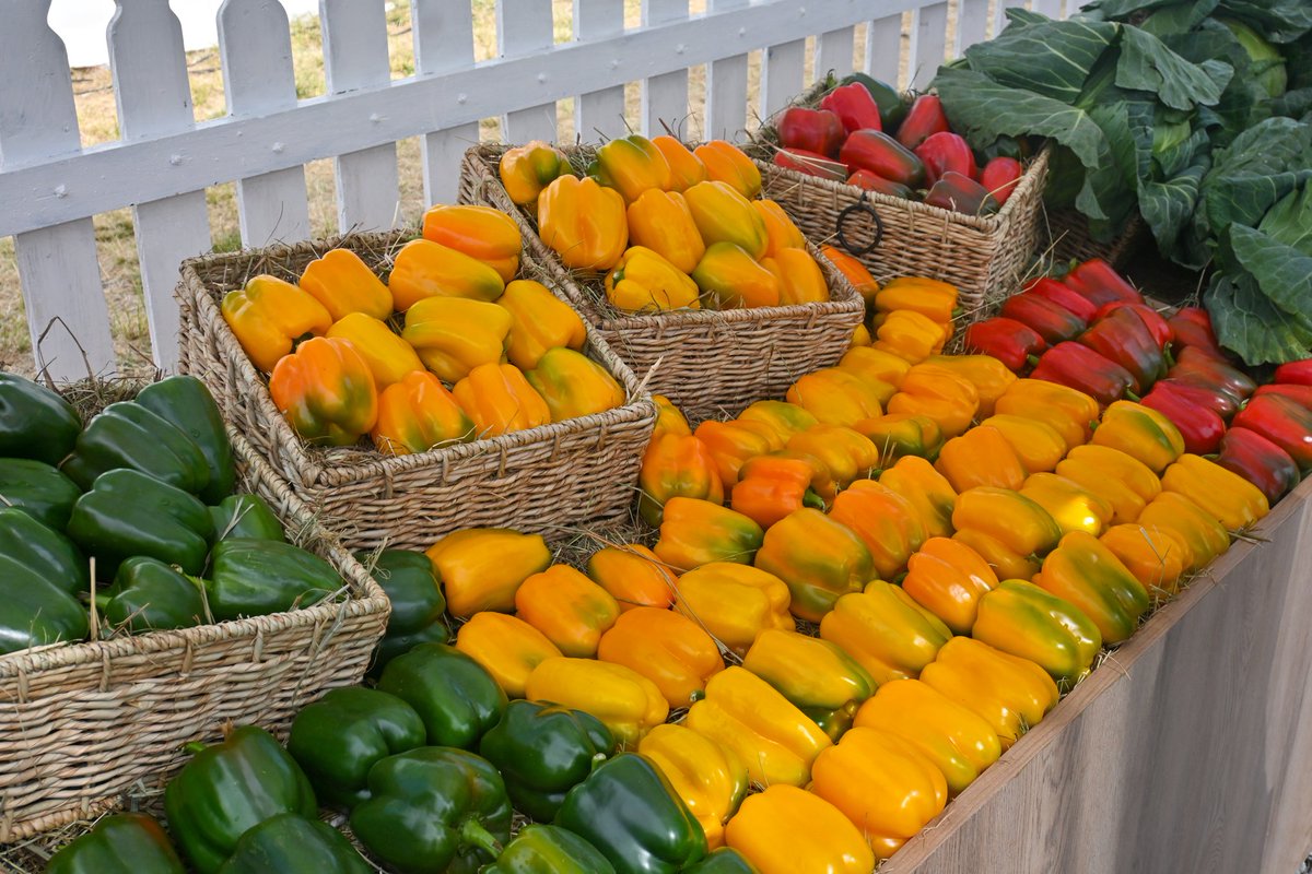 SeedCoVegZim's tweet image. ADMA Agric Show – Day 2 Highlights

Don’t miss out tomorrow! Join us for exciting discussions with our expert agronomists and explore our diverse displays, from field crops to vegetables.

#ItStartsWithTheRightSeed 
#seedcovegzim