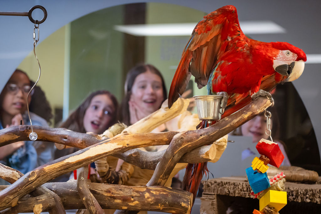Mickey the green-winged macaw is well-known around LSC for his love of music and fancy dance moves. 🕺 Any song suggestions for him?