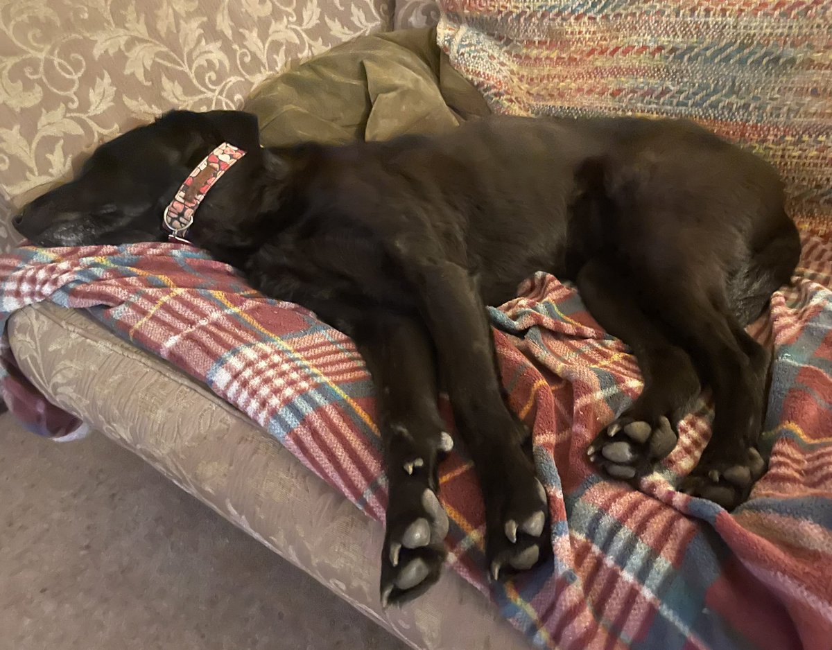 mo_rescue's tweet photo. Pals, the forecast for the weekend is horrendous. I'm just practicing tomorrow's pose - full snooze mode #weatherprep #cozylife #sofaslug https://t.co/Pr8lU5ZjPy