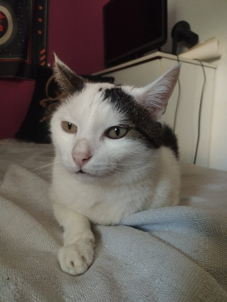 4cats tweet media