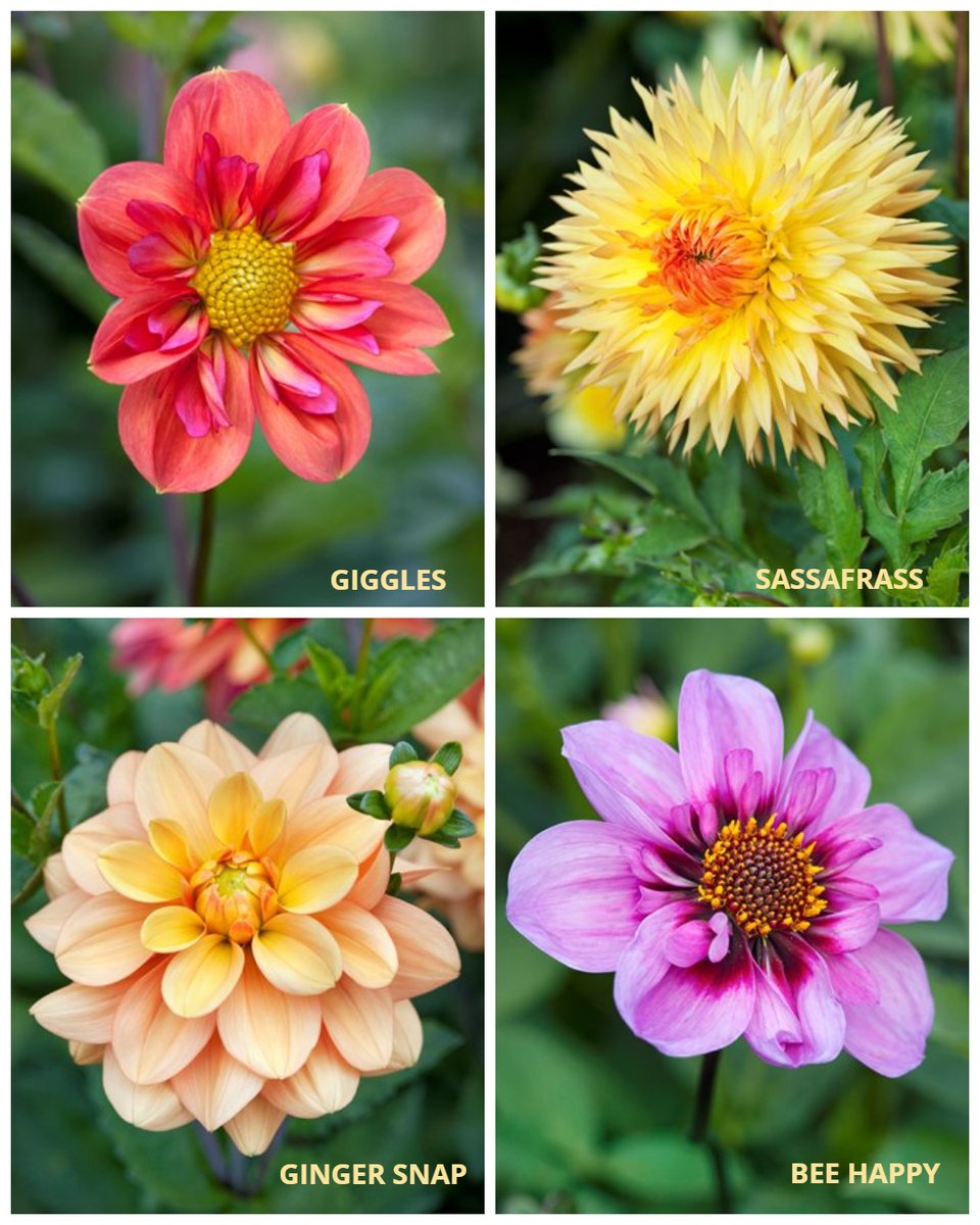 Which dahlia would you want in your garden—‘Giggles,’ ‘Sassafrass,’ ‘Ginger Snap,’ or ‘Bee Happy’?

We’re celebrating #FlowerFriday with bold blooms and June color. Many #dahlias are already blooming—or just getting started!

🌸 Tips here: bit.ly/3VUu2ZV
📸 Andrea Jones