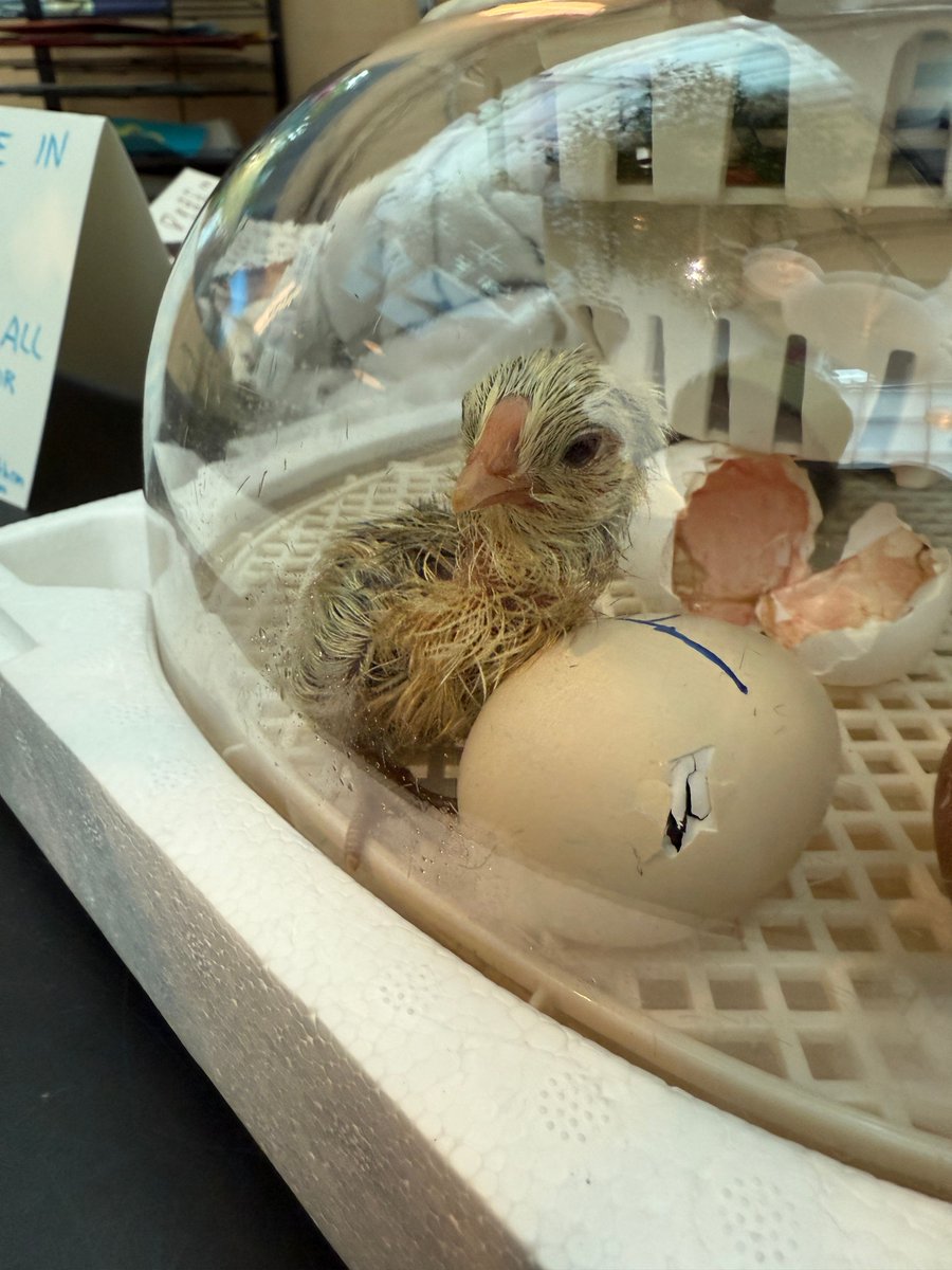 🐣 It was an exciting few weeks at RNCH as the kids had a wonderful time learning about and watching the amazing process of chicks hatching. 

It was a joy to see their curiosity and smiles as they experienced these special moments together.  #RecTherapy #PalliativeCare