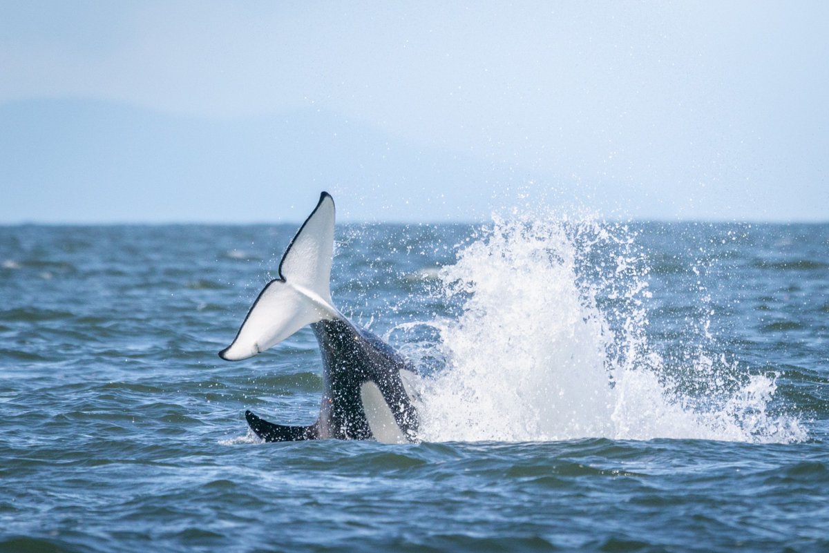 ThePWWA's tweet image. Congratulations, you've made it to the *tail* end of another work week! Have a wonderful weekend! π₯³
π·: Uwe Zimmermann, @stevestonwhales