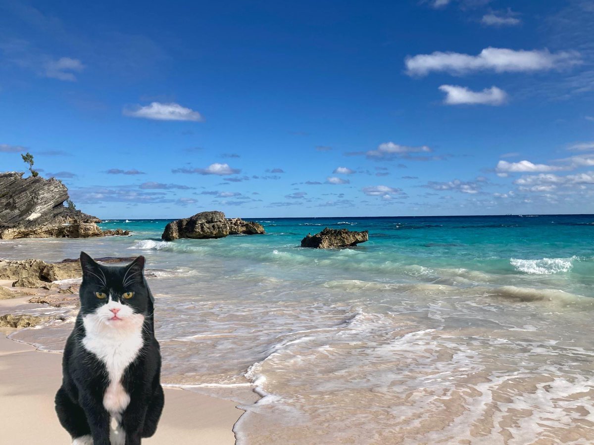 DiploMog's tweet image. My human helper is eager to watch David Attenborough’s film Ocean #OceanFilm. Apparently, we’re not looking after it well, and I'm now concerned about how fish in my food is caught! I think everyone should watch it and learn more about my wildlife friends. #WorldOceanDay