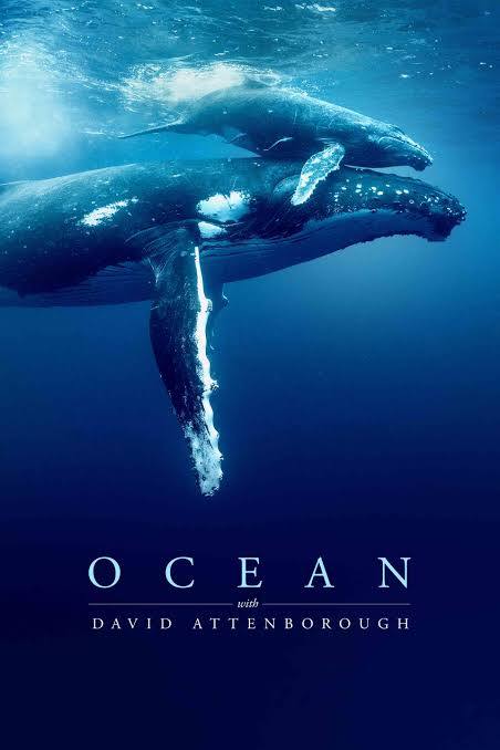 DiploMog's tweet image. My human helper is eager to watch David Attenborough’s film Ocean #OceanFilm. Apparently, we’re not looking after it well, and I'm now concerned about how fish in my food is caught! I think everyone should watch it and learn more about my wildlife friends. #WorldOceanDay