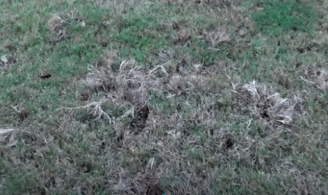 AbracadabraLawn's tweet image. Is your North Texas lawn ready for the ultimate protection? 🌱 Our latest blog explains why proactive grub control is crucial for keeping your grass healthy and green through the season. bit.ly/4kMSGo4

#GrubControl #LawnCare #NorthTexasLawns #PestPrevention #HealthyLawn