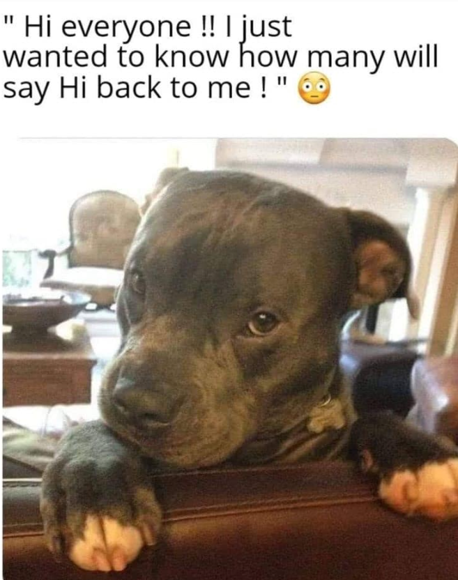 Best in Dogs tweet media