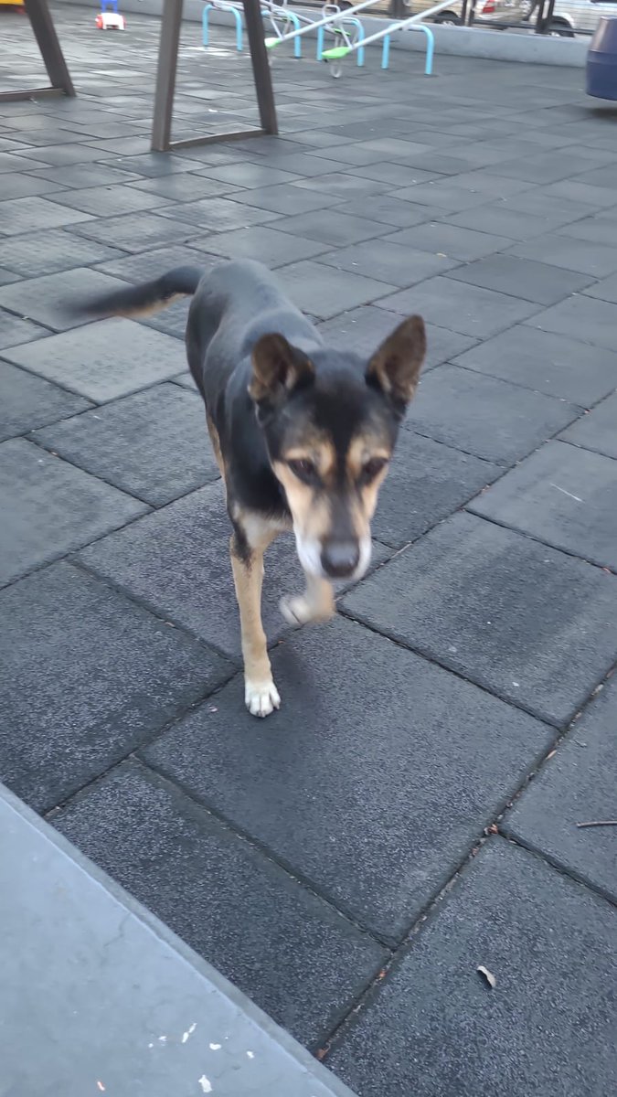 Tabyta201's tweet image. 🚨Este perrito apareció hoy viernes 6 de junio, en la plaza Balcarce en Cabildo y Manzanares Nuñez, ahora esta en jaramillo 2246, por favor, necesita un tránsito es bueno, sigue a los perros y parece un perro entre 6,u 8 años.Camina con alguna dificultad en sus patitas de