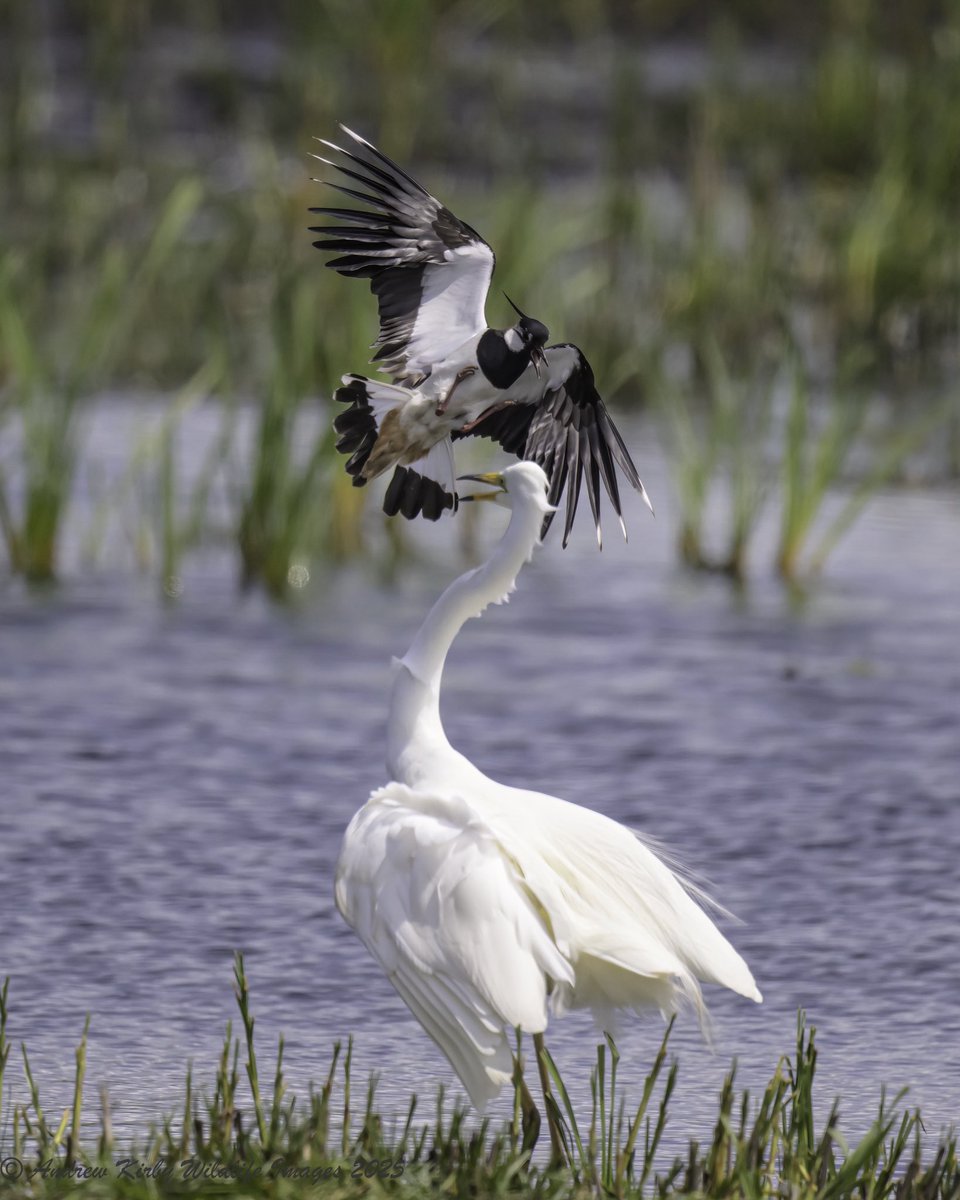 Andrew Kirby (@andrewkirby18) on Twitter photo Hobby again at Catcott Lows today. The Great White Egret has forgotten not to go near the Lapwing s nest again.
<a href="/SomersetWT/">Somerset Wildlife Trust</a>
<a href="/AvalonMarshes/">Avalon Marshes</a>
<a href="/bto_somerset1/">bto_somerset1</a>
<a href="/somersetbirds/">Somerset Birds</a> Hobby again at Catcott Lows today. The Great White Egret has forgotten not to go near the Lapwing s nest again.
<a href="/SomersetWT/">Somerset Wildlife Trust</a>
<a href="/AvalonMarshes/">Avalon Marshes</a>
<a href="/bto_somerset1/">bto_somerset1</a>
<a href="/somersetbirds/">Somerset Birds</a>