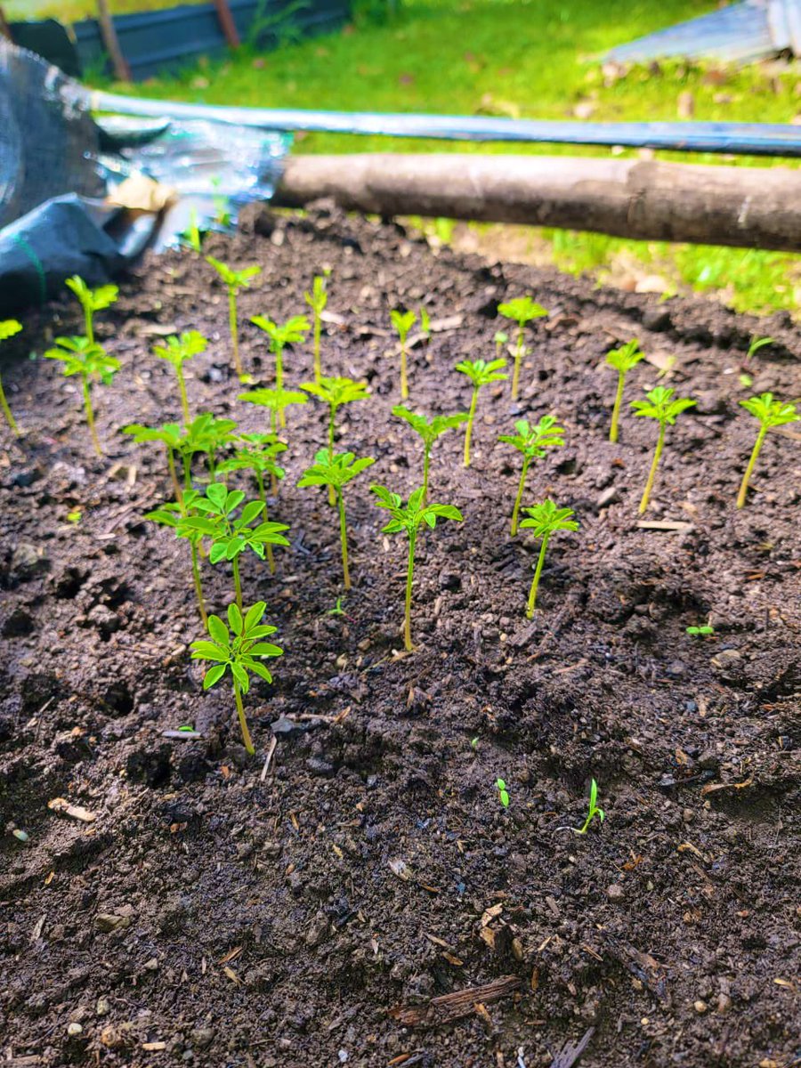 68 Moringa babies 🌱 ready to plant in our field in a couple month 💚🇭🇹