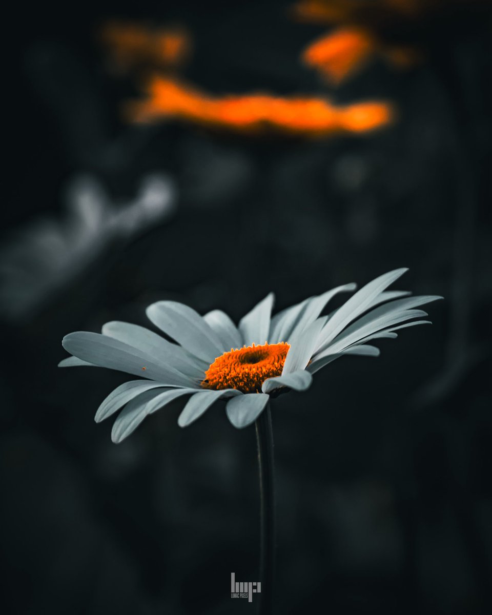 monkbonk's tweet image. Good night #DarkEdition