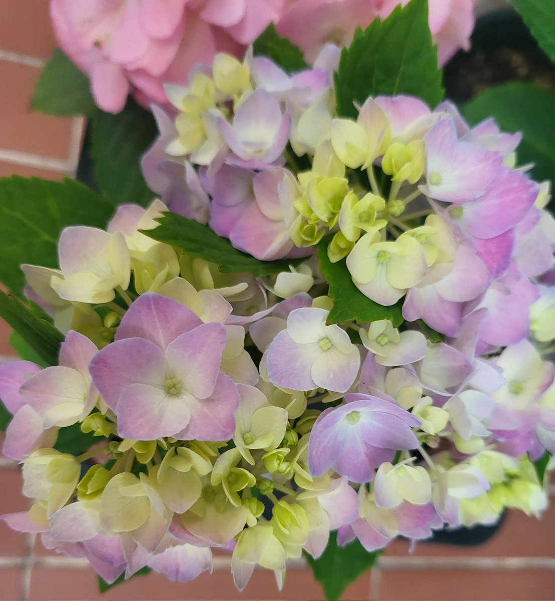 꽃이 
참 예뻐요^^