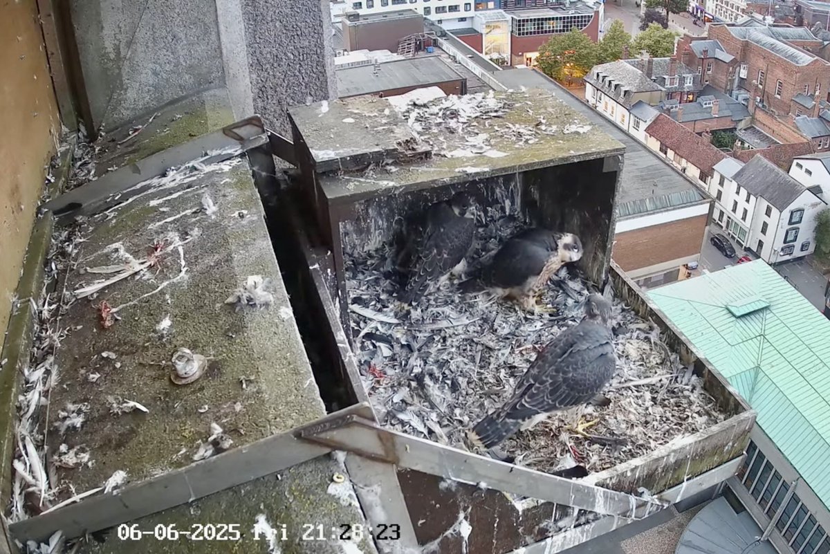 Aylesburys three young peregrines looking strong.