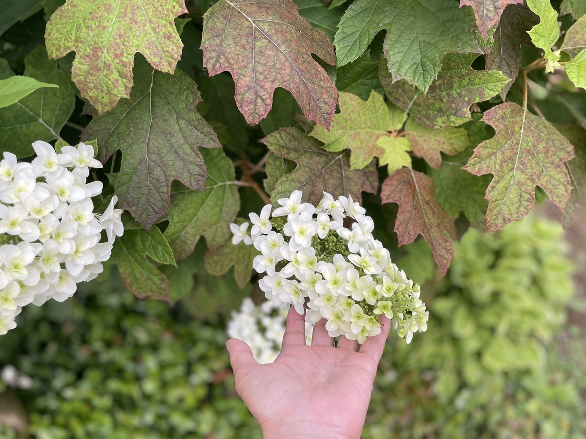 june7 白い馬のお顔みたいな、柏葉紫陽花さん。-6月の白い馬に乗って夏至の日まで駆けていこう✨