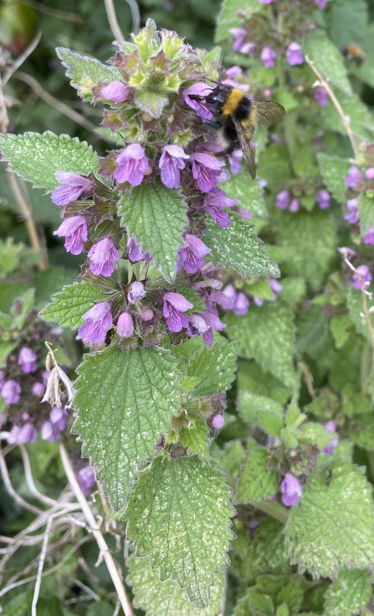 Black Horehound (Ballota nigra) is loved by #bumblebees in spite of its fowl smell!
#wildflowers
