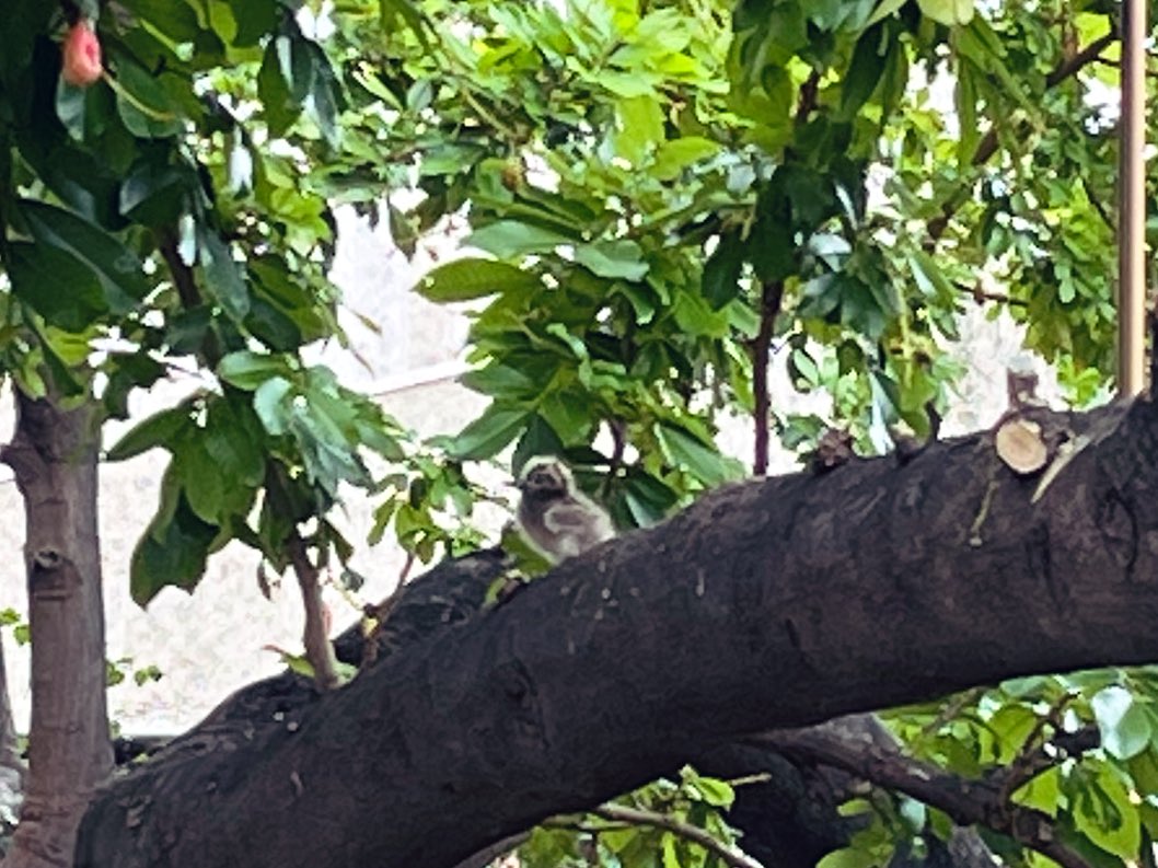 ホコリ成長記。

なんか凛々しくなったね🔥
かっこいい！！

ふわふわ感も増した気がする！