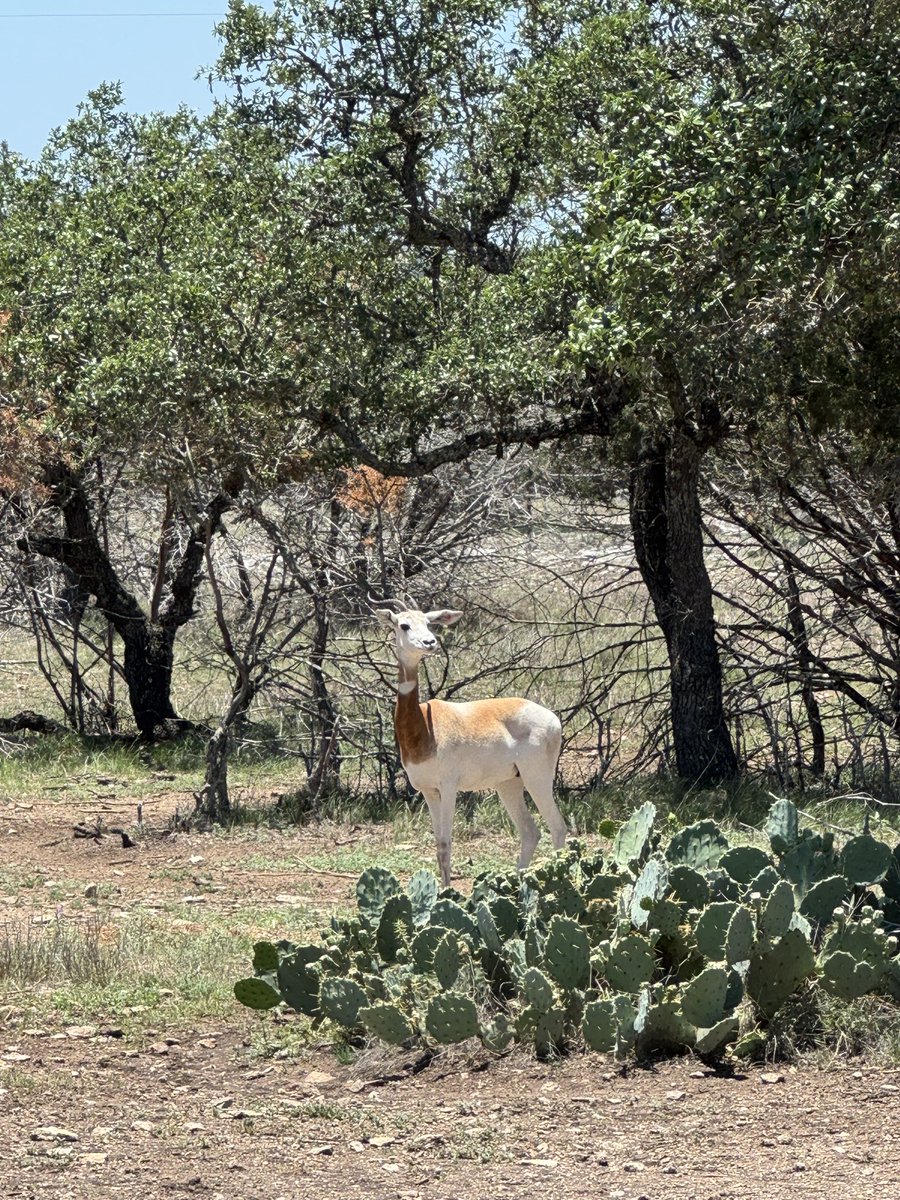 jessup66's tweet image. Dama gazelle looking beautiful