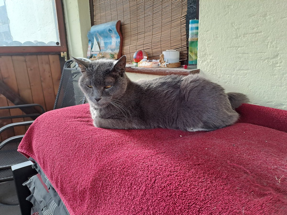 Nierenwerte scheisse. Bauchspeicheldrüse Werte scheisse. Frisst nicht mehr. Vermute wir werden uns nach 20 Jahren von ihm verabschieden müssen  😪

#Katzen #regenbogen