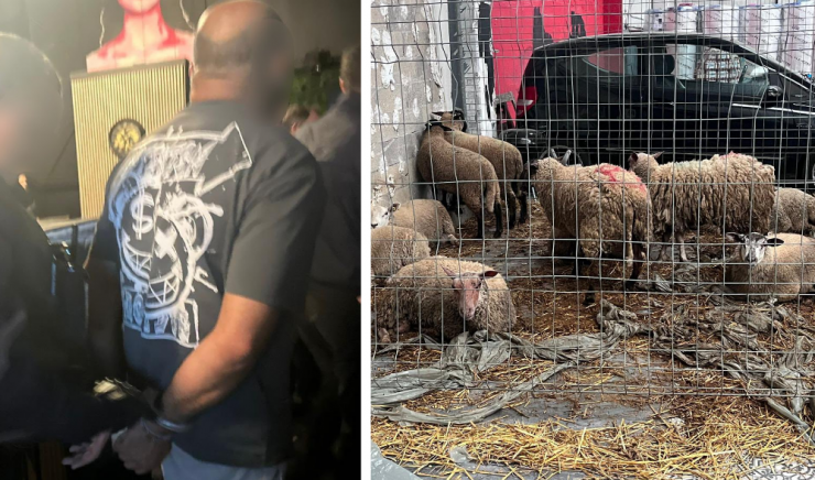 F_Desouche's tweet photo. 15 moutons découverts dans un bar à chicha de Saint-Ouen-l'Aumône (95). L'établissement aussi épinglé pour trafic de cigarettes et manque d'hygiène
https://t.co/8wzRT2Yw37 https://t.co/4ZgjqoziA5