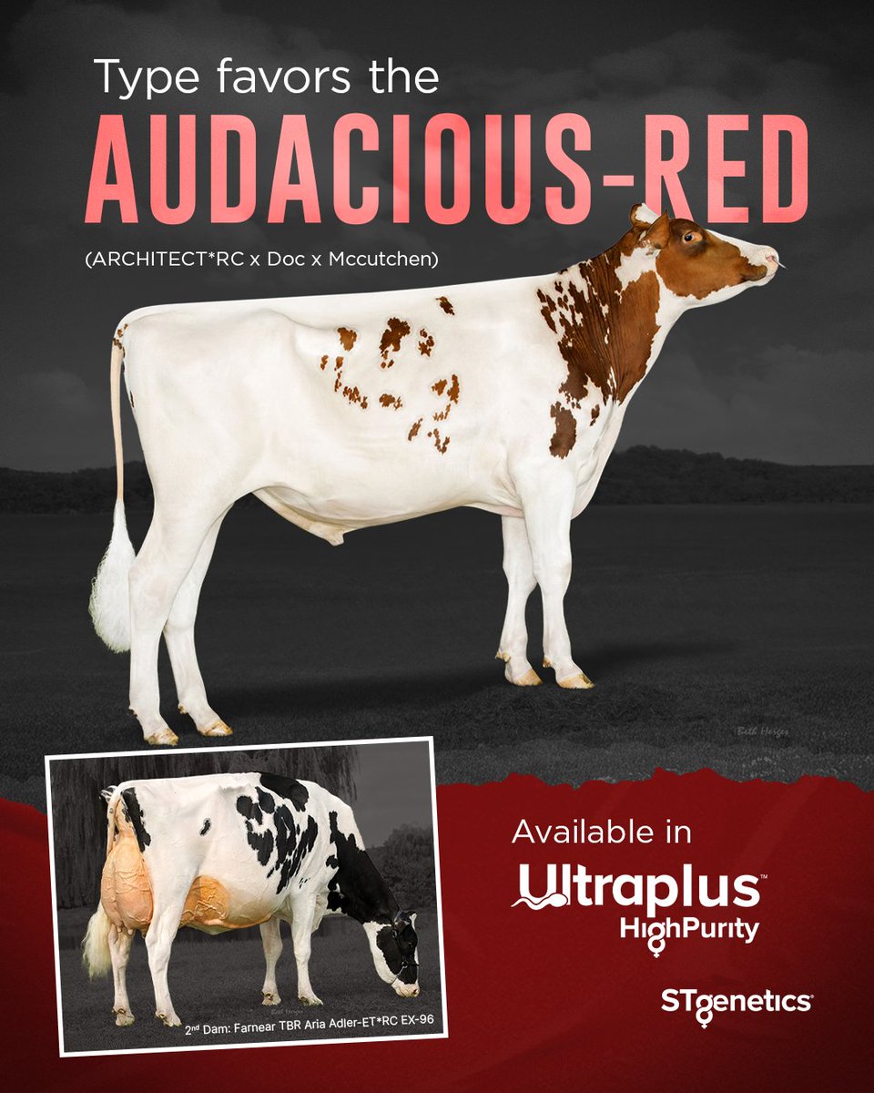 STgenetics's tweet photo. #AUDACIOUSRED is an exciting ARCHITECT*RC son from the Proven Adler family that is behind the Red & White star, ALTITUDE-RED. AUDACIOUS-RED is +2.45 GPTAT +2.04 UDC +2429 GTPI. AUDACIOUS-RED is a STyle™ sire available in #UltraplusHighPurity™ https://t.co/JkmzbOFQBZ #STgenetics https://t.co/s3vDYLyxEd