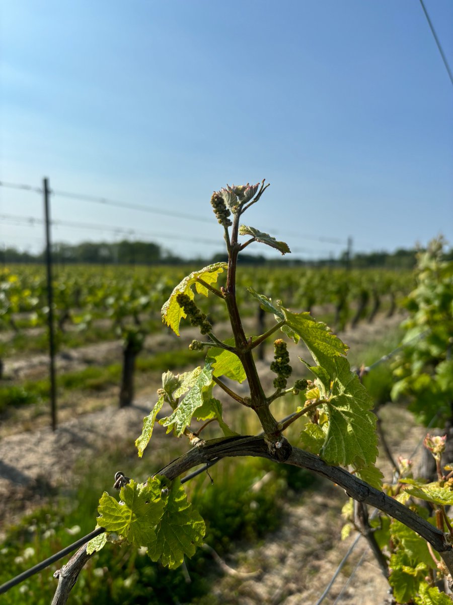 Vineyard Update! The vines are thriving and we’ve officially entered the flowering stage, a key moment in the growing season. Tiny blossoms are starting to appear. Learn more about the vineyard here: bit.ly/3oafDWA

 #VineyardUpdate #NiagaraWineCountry