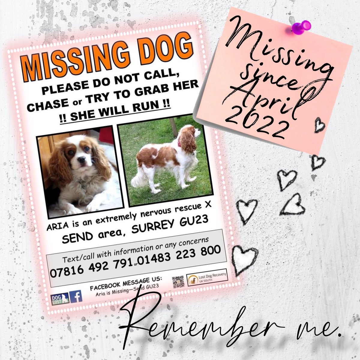 Lost Dog Recovery UK South tweet media