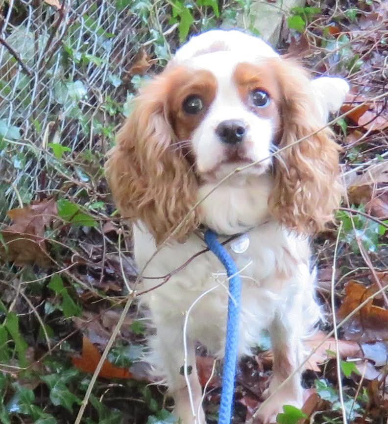 Lost Dog Recovery UK South tweet media