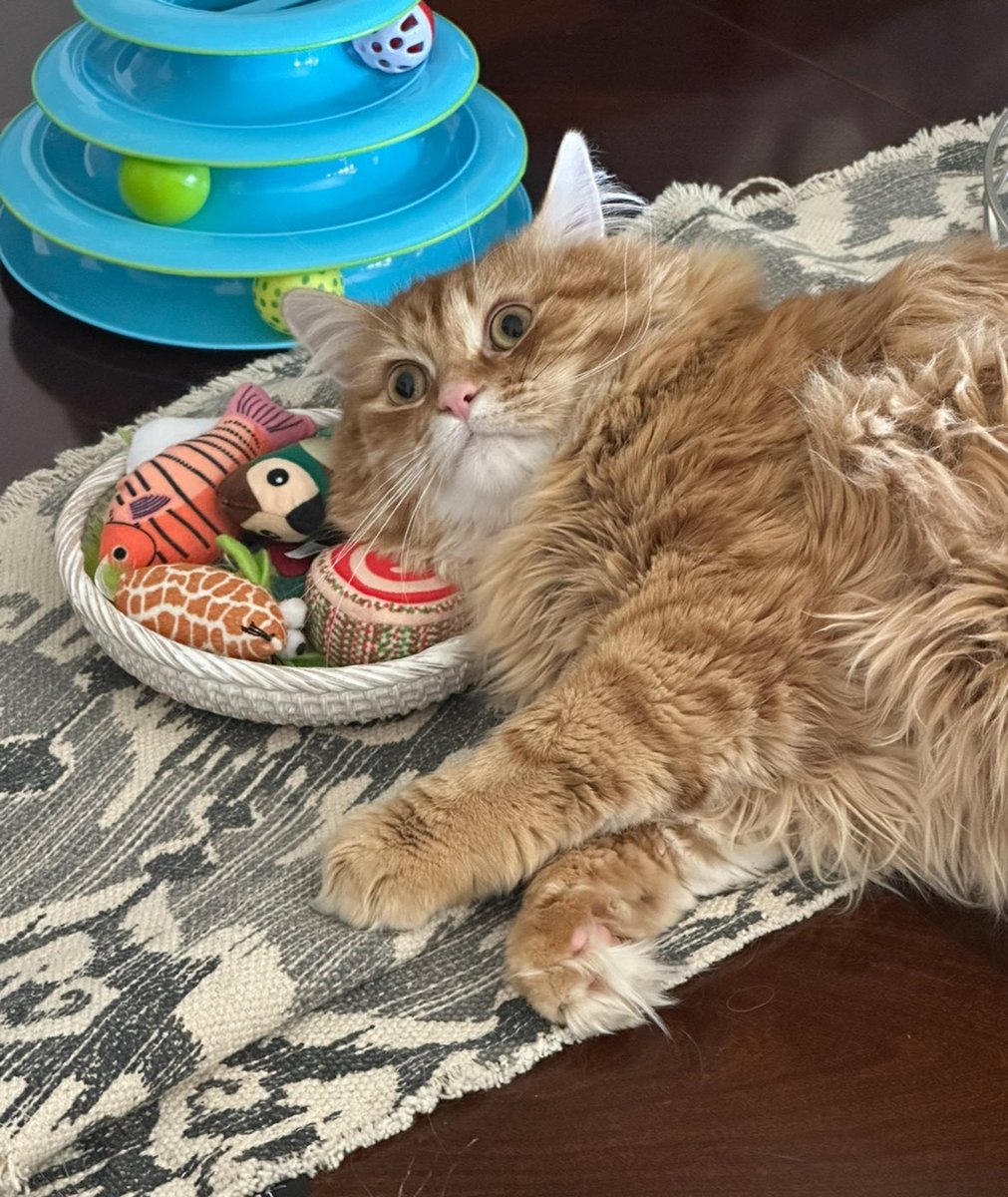 What are the warning signs Gregory might be a catnip addict?