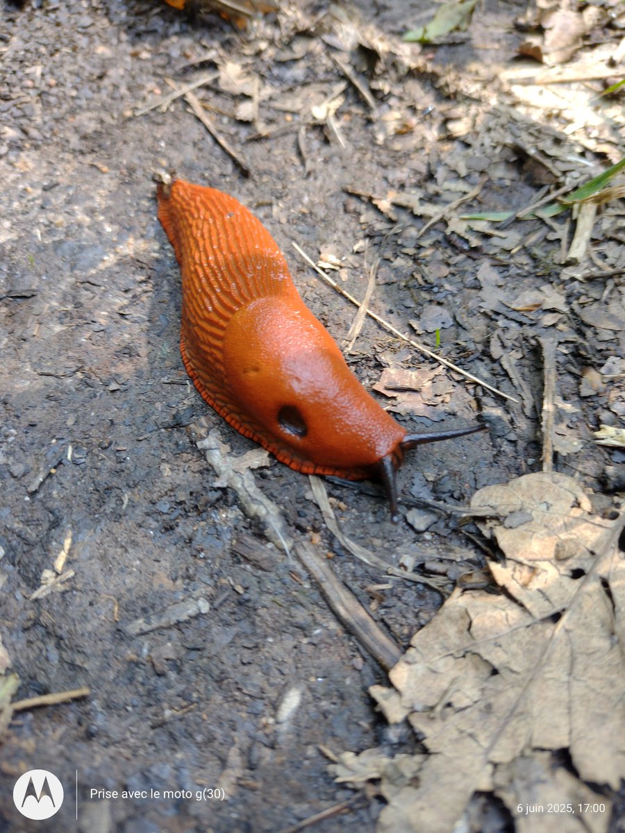 ThiChaplain's tweet photo. Dans la #Forêt de Mervent-Vouvant cette après-midi c'était le paradis pour les #limaces en voici quelques unes. #balade #Forêt #ONF #arbresremarquables #Vendée #BasPoitou https://t.co/GhcZeWdIbI