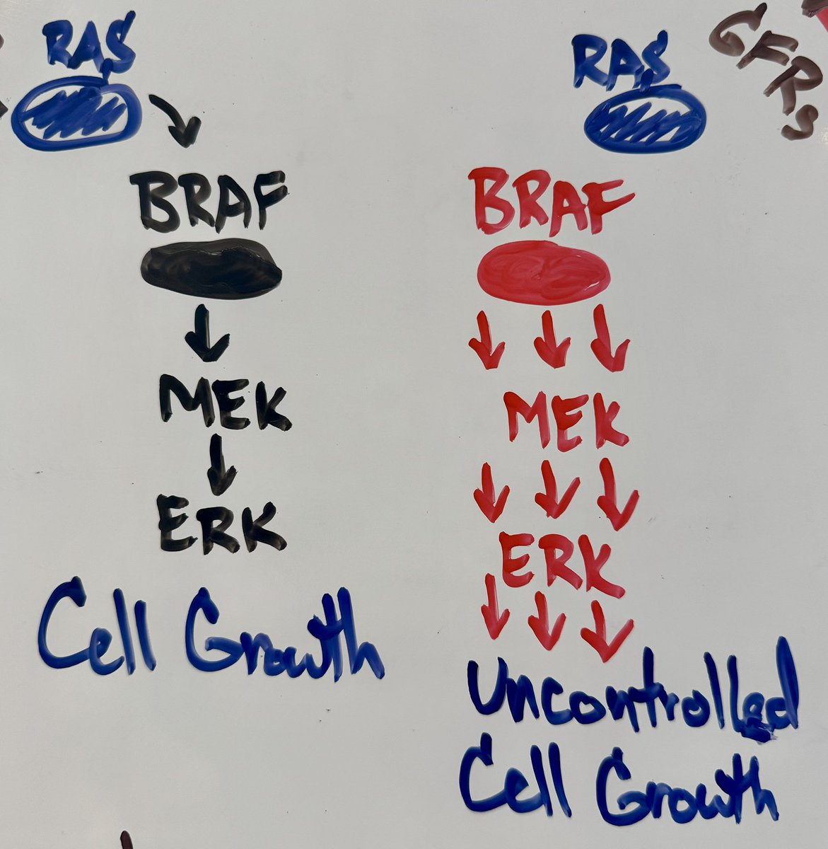 ScientistSwanda's tweet image. on Sunday I’ll be releasing a new video related to BRAF cancer mutations and how they work! 🧬
have a great weekend! 🙂