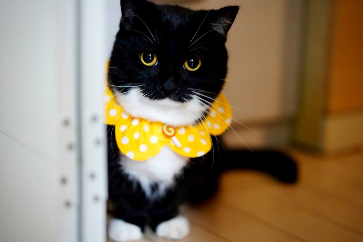 I'm being a good boy. Why no treat…?